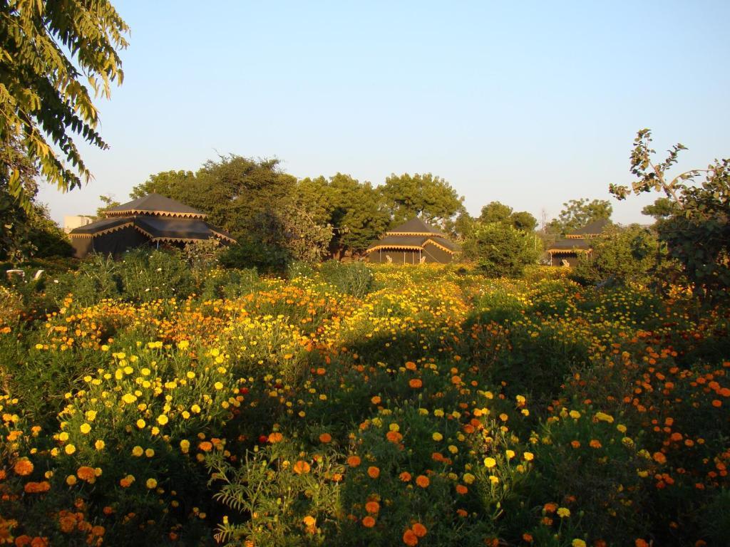 Orchard Tents & Tranquility Pushkar Exterior foto