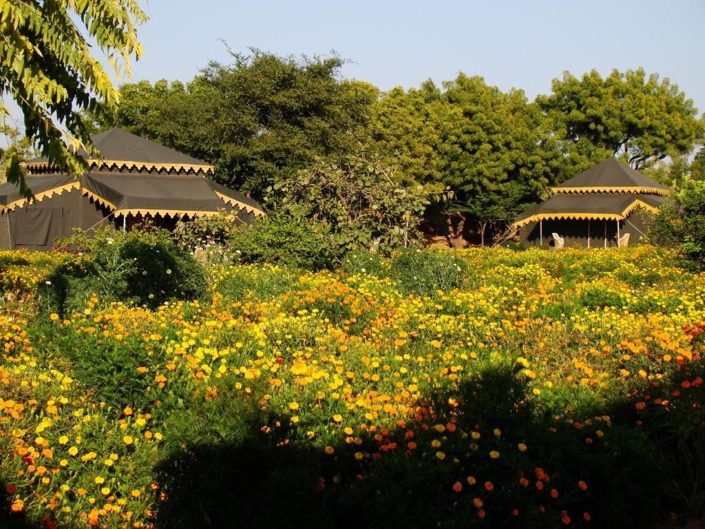 Orchard Tents & Tranquility Pushkar Exterior foto
