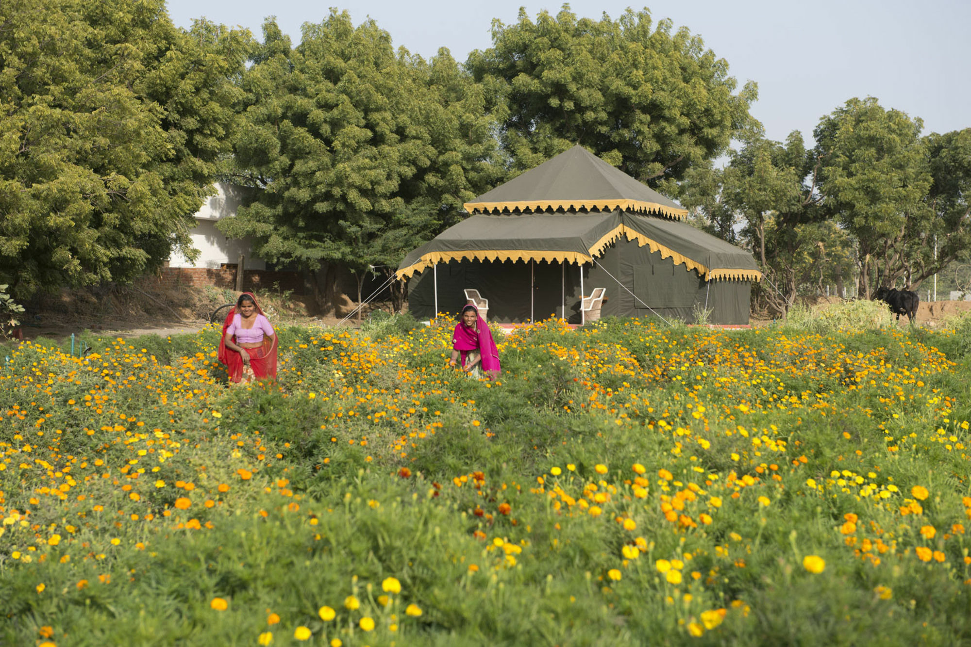 Orchard Tents & Tranquility Pushkar Exterior foto