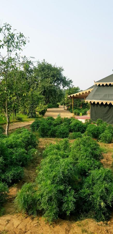 Orchard Tents & Tranquility Pushkar Exterior foto
